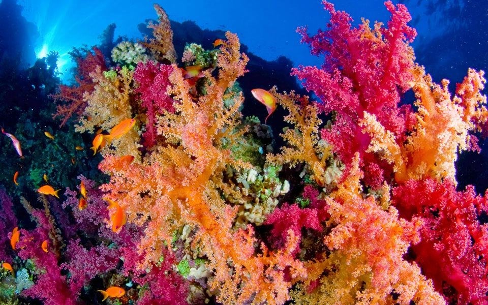 Vibrant coral reef with colorful fish in crystal-clear water | MSC Cruises Vibrant coral reef with colorful fish in crystal-clear water | MSC Cruises